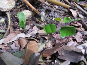 Leaf Cutter Ants