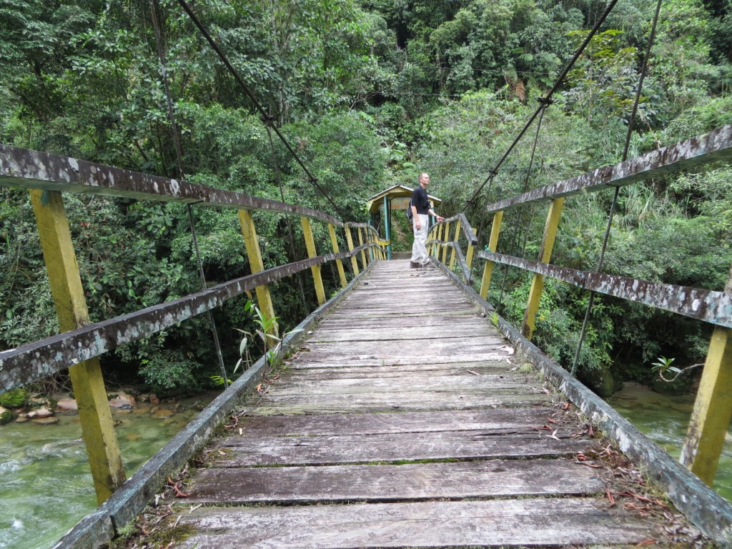 Podocarpus Zamora Foot Bridge