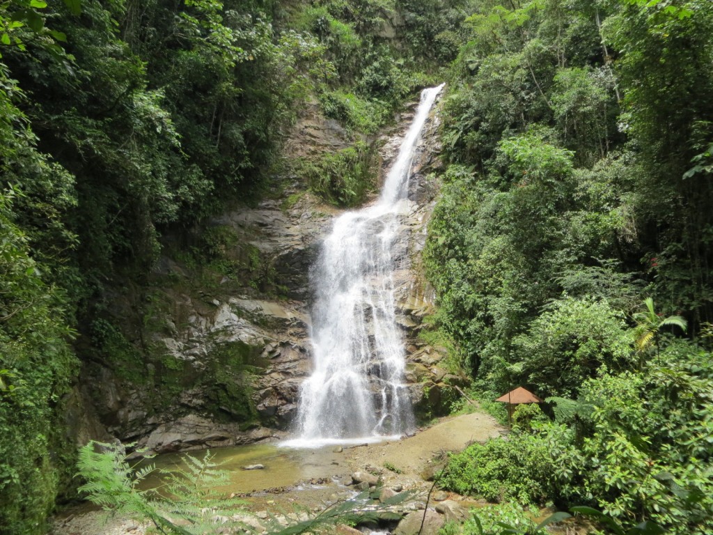 Podocarpus Waterfall Zamora