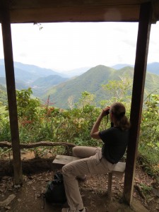 Podocarpus Lookout