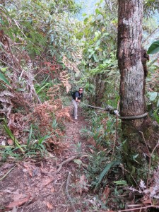 Bombuscaro River Podocarpus