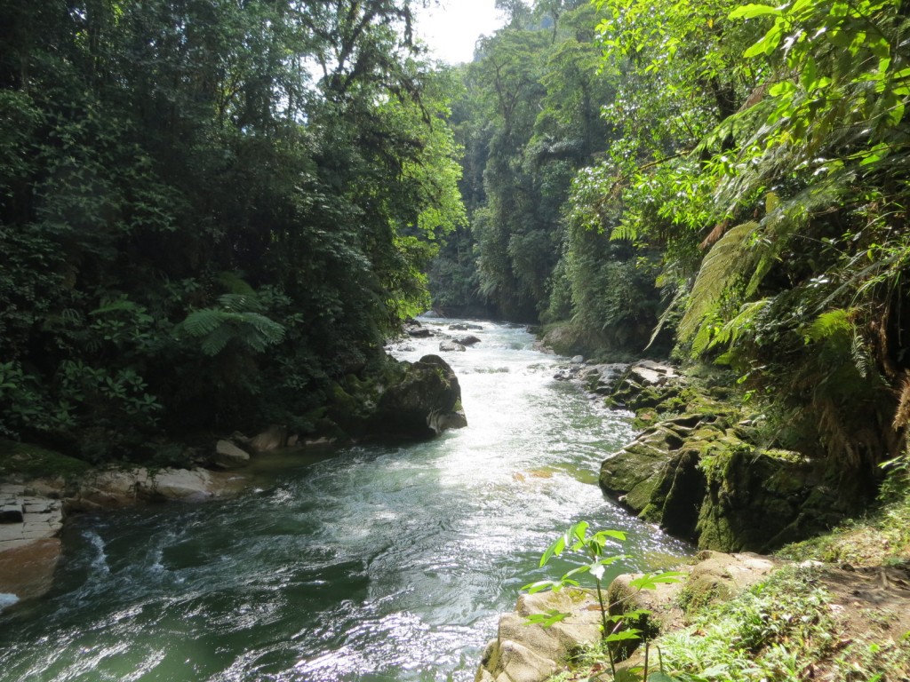 Bombuscaro River Podocarpus