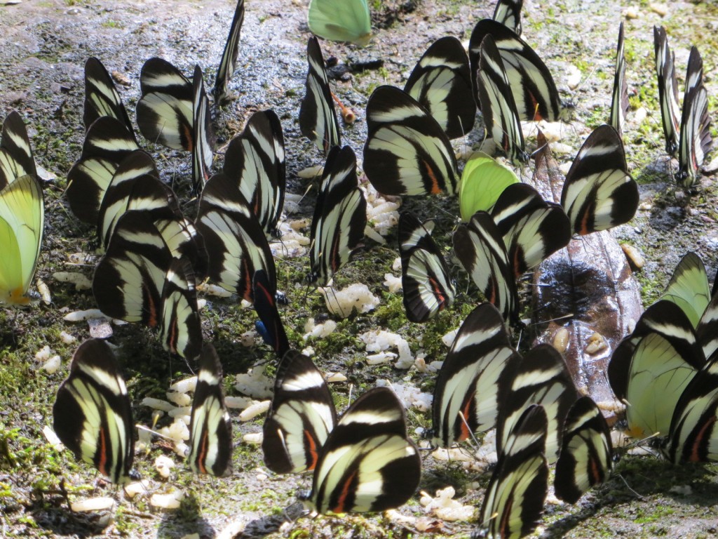 Butterflies Podocarpus Zamora 2